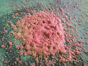 Crusher/Mango Crusher/Extractor