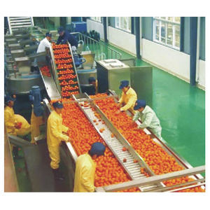 Production line of orange