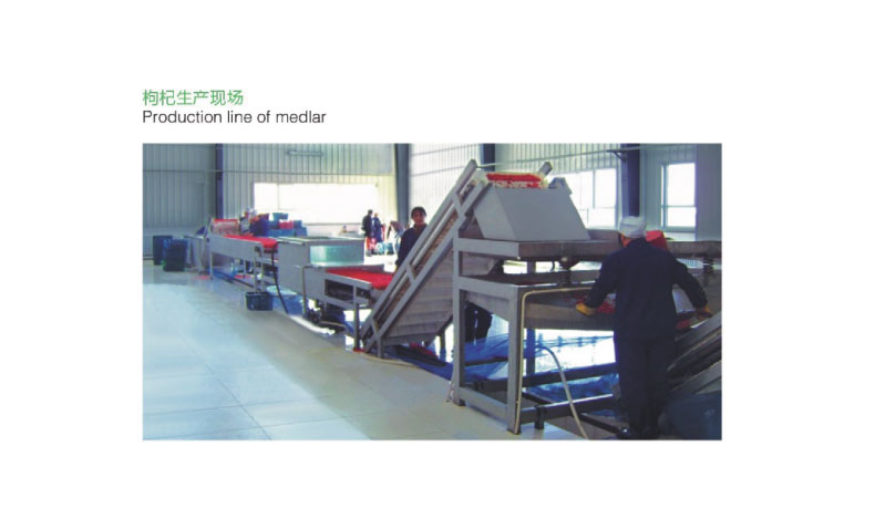 枸杞生产线系列